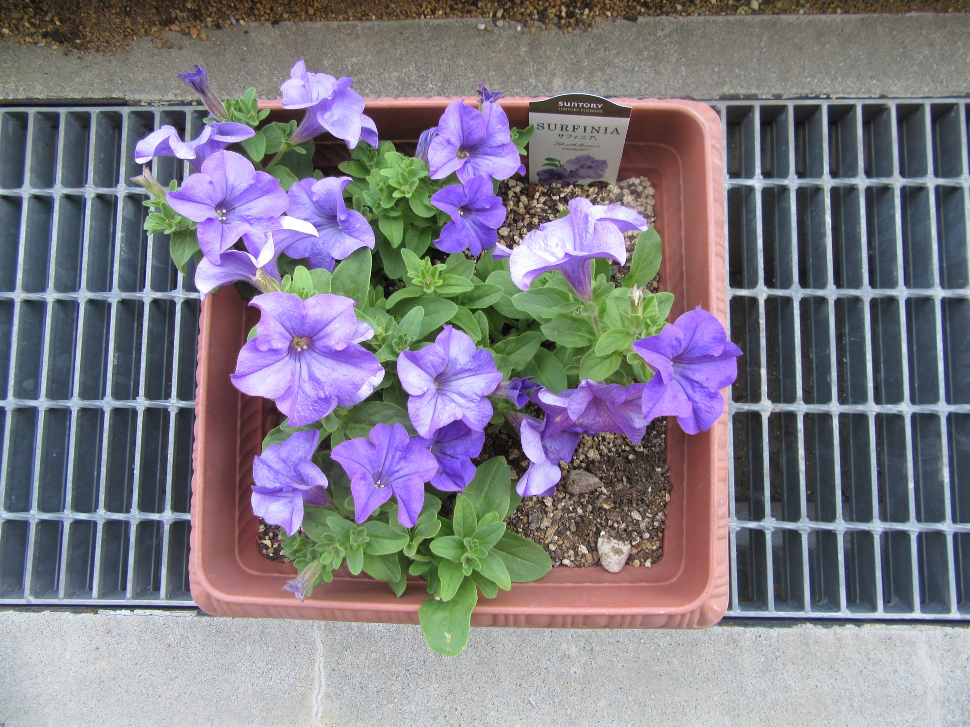 玄関の鉢植えを夏の花に植え替えました 松本市の介護付有料老人ホーム オーチャード開智